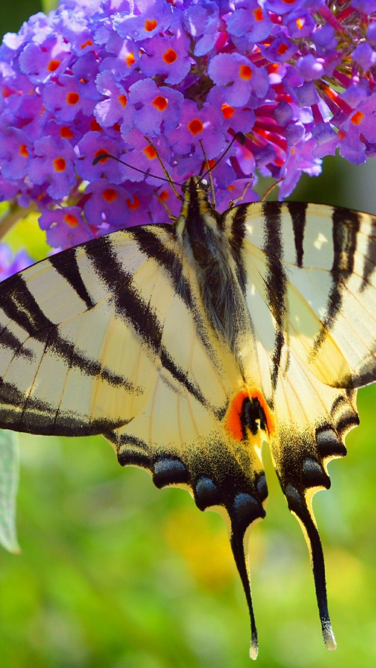 Tigre Machaon Perché Sur Fleur Pourpre Pendant la Journée. Wallpaper in 750x1334 Resolution