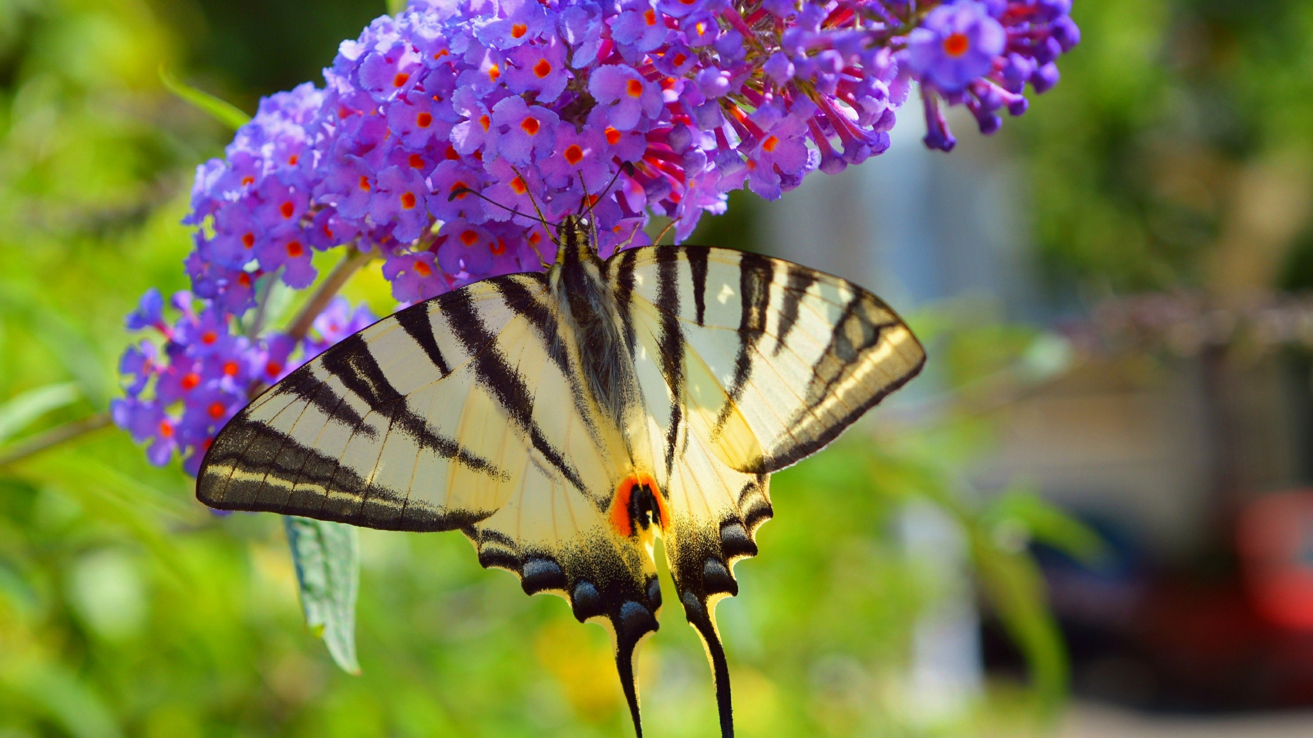 Tiger Swallowtail Butterfly Perched on Purple Flower During Daytime. Wallpaper in 2560x1440 Resolution