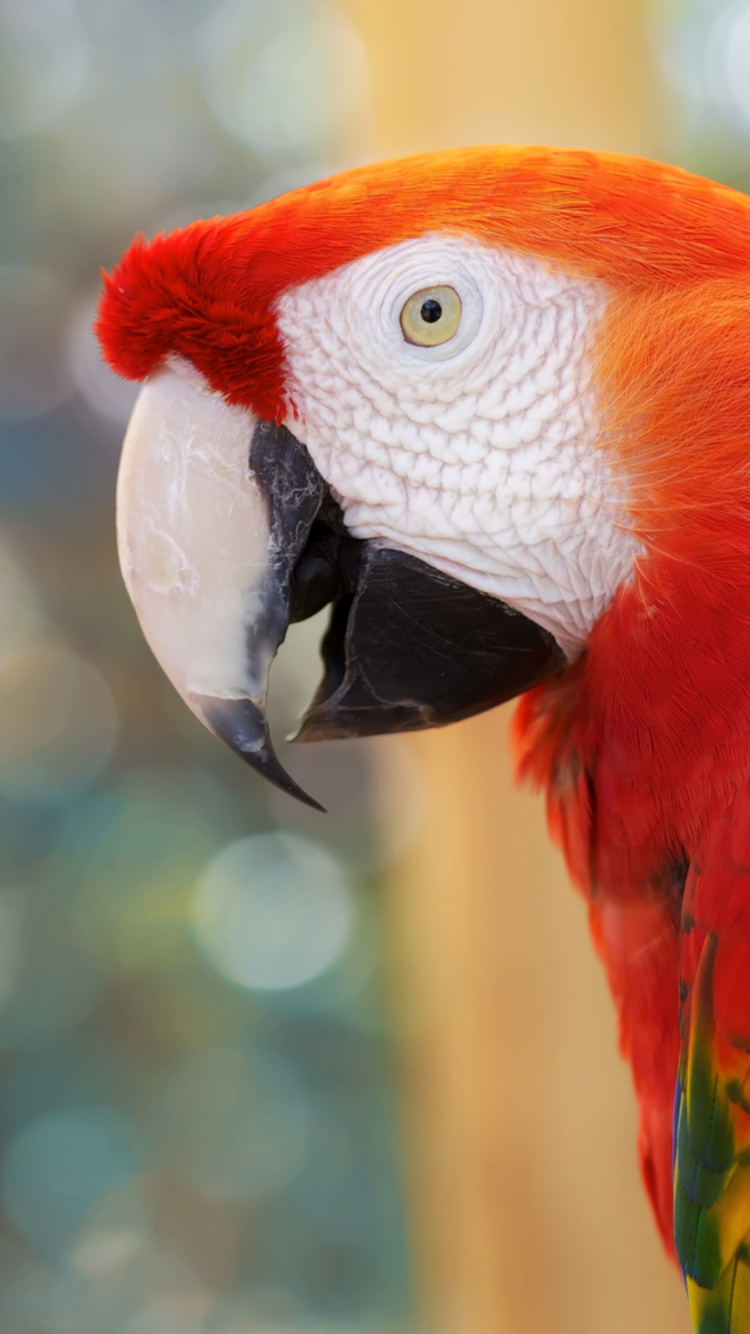 Loro Rojo Amarillo y Verde. Wallpaper in 750x1334 Resolution