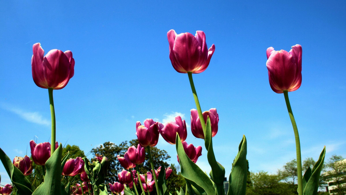 Tulipes Roses en Fleurs Pendant la Journée. Wallpaper in 1366x768 Resolution