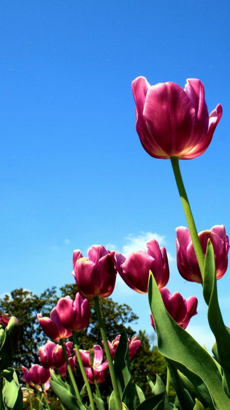 Tulipes Roses en Fleurs Pendant la Journée. Wallpaper in 750x1334 Resolution