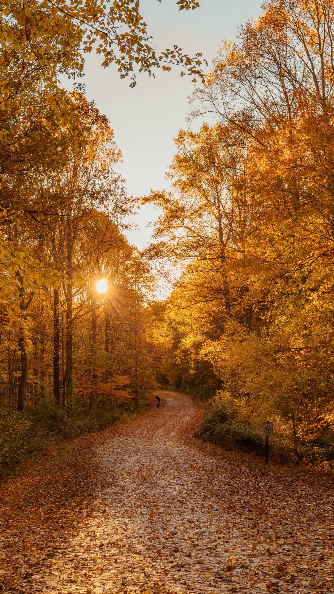 Autumn, Forest, Damxung County, Woodland, Natural Landscape. Wallpaper in 1080x1920 Resolution