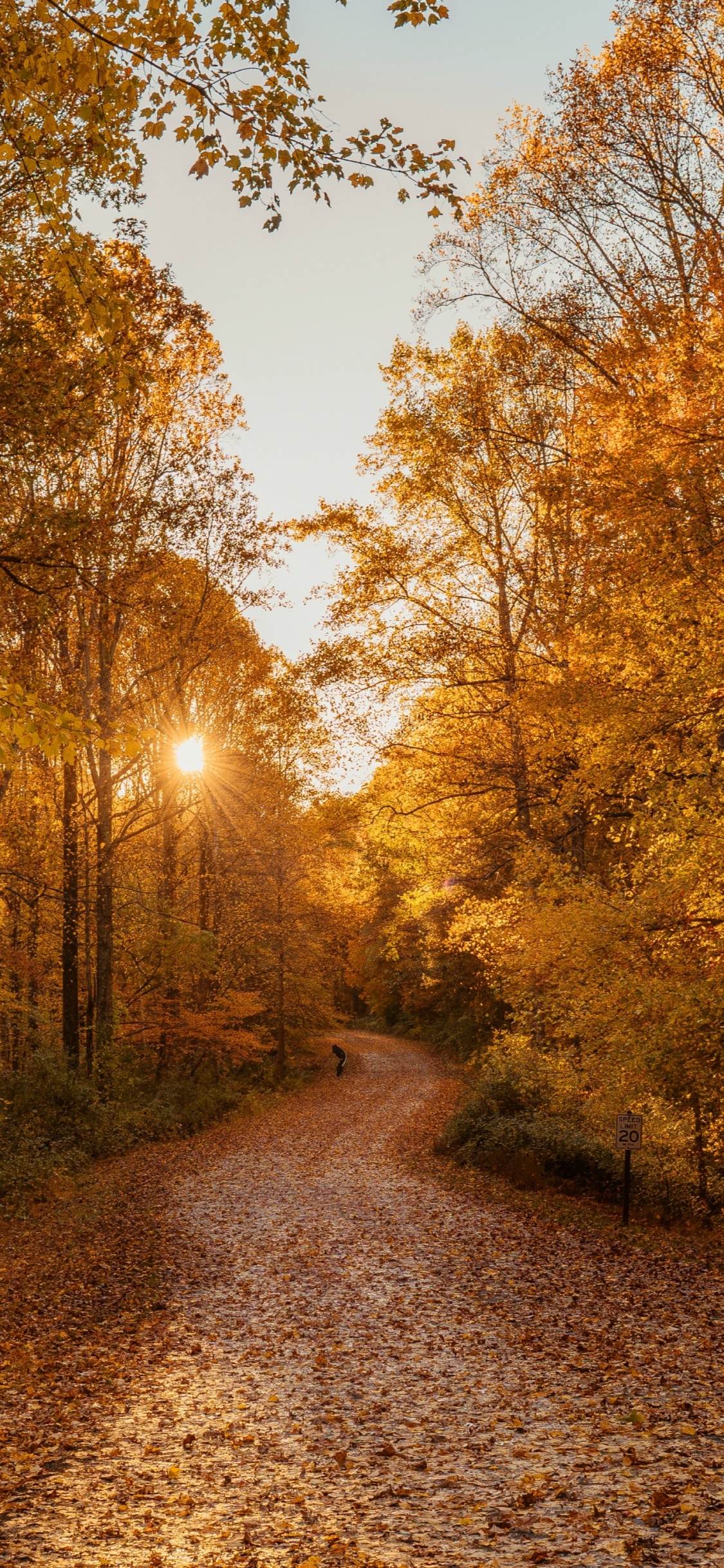 Autumn, Forest, Damxung County, Woodland, Natural Landscape. Wallpaper in 1125x2436 Resolution