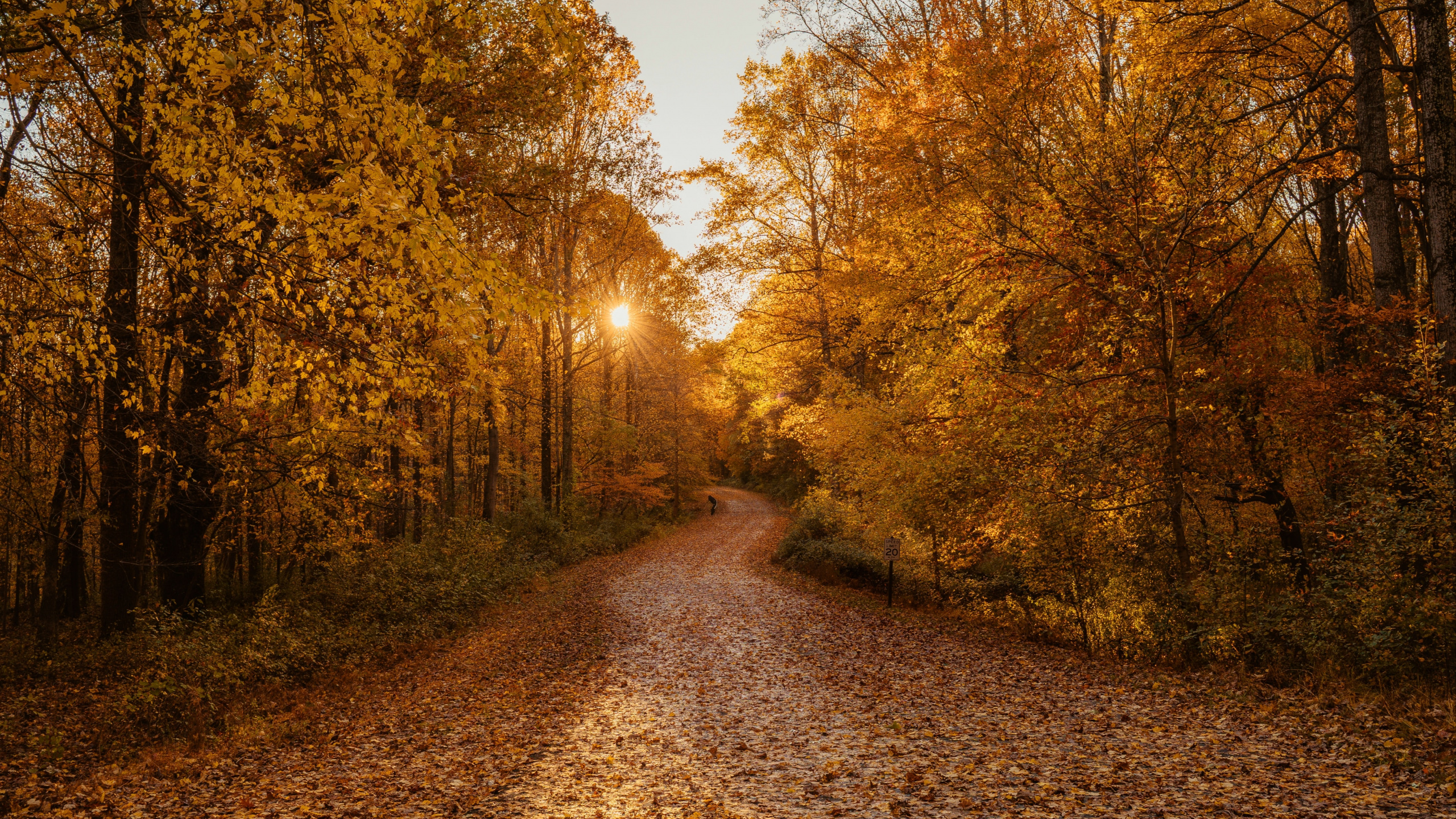Autumn, Forest, Damxung County, Woodland, Natural Landscape. Wallpaper in 2560x1440 Resolution