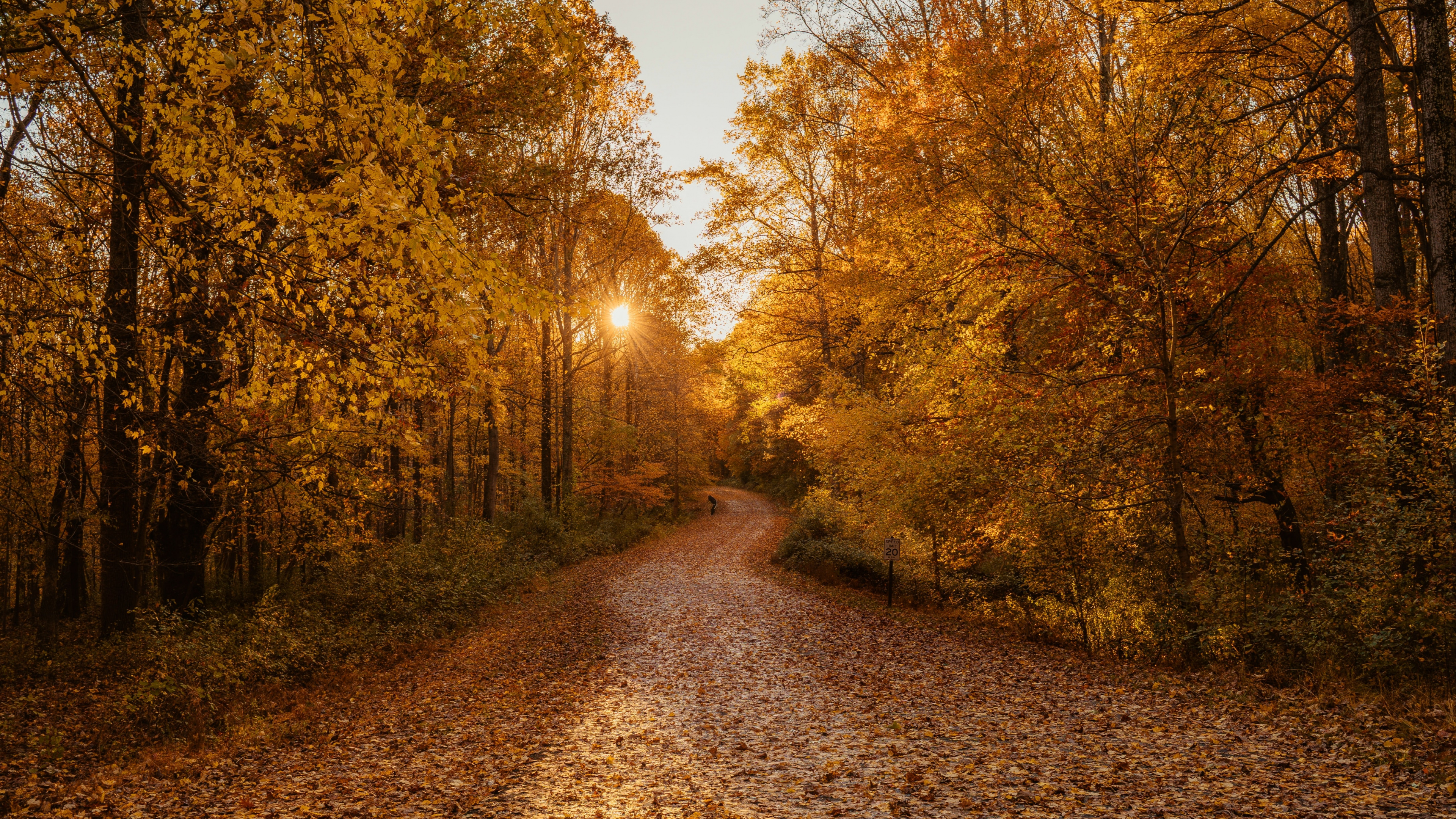 Autumn, Forest, Damxung County, Woodland, Natural Landscape. Wallpaper in 3840x2160 Resolution