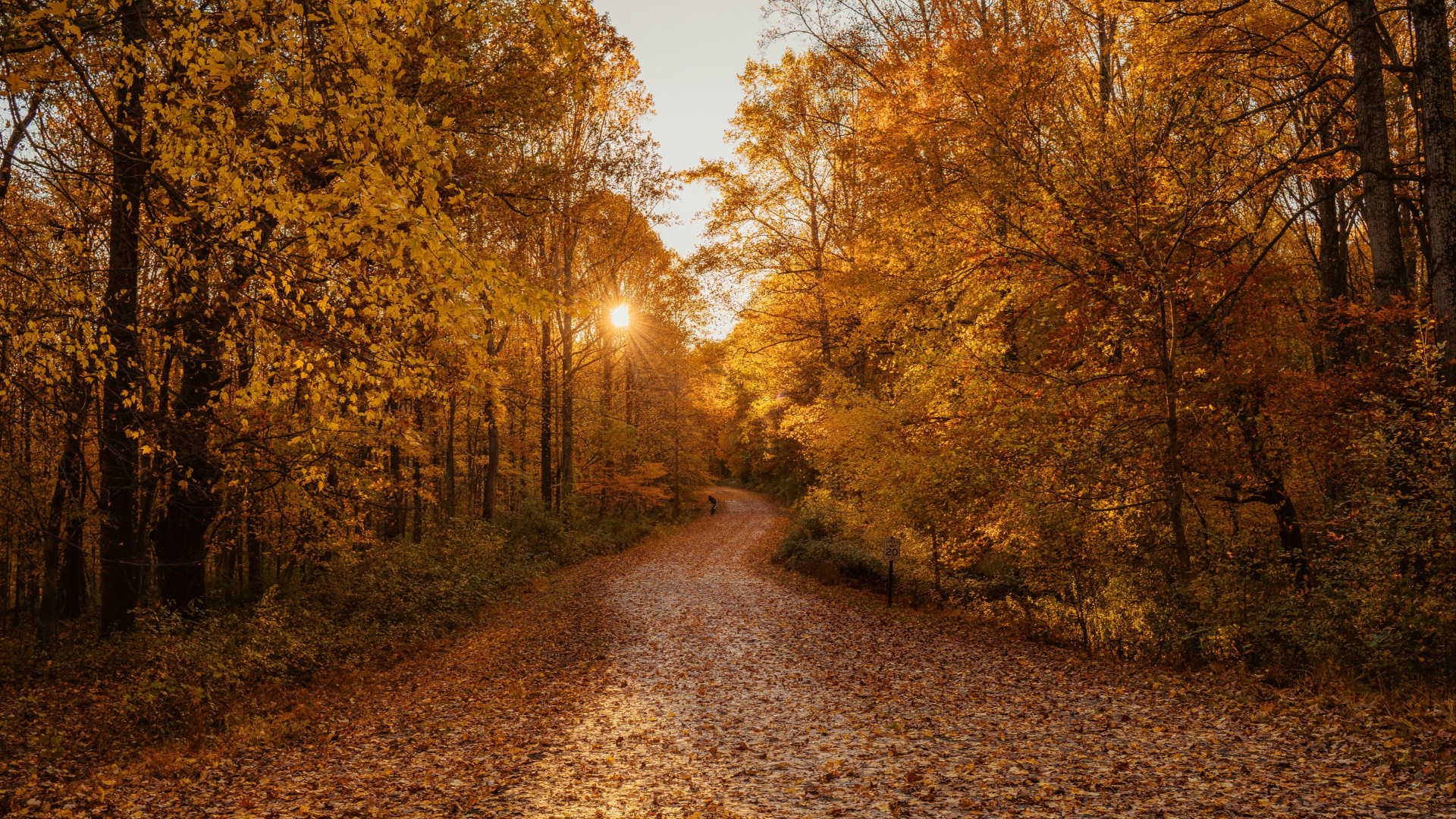 Herbst, Wald, Naturlandschaft, Blatt, Baum. Wallpaper in 1920x1080 Resolution