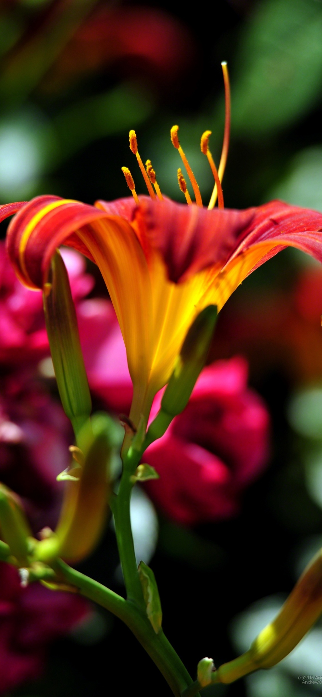 Fleur Jaune et Rouge Dans L'objectif à Basculement. Wallpaper in 1125x2436 Resolution