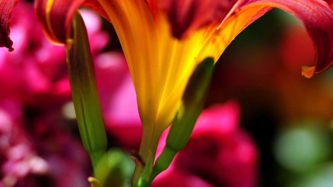 Fleur Jaune et Rouge Dans L'objectif à Basculement. Wallpaper in 1366x768 Resolution