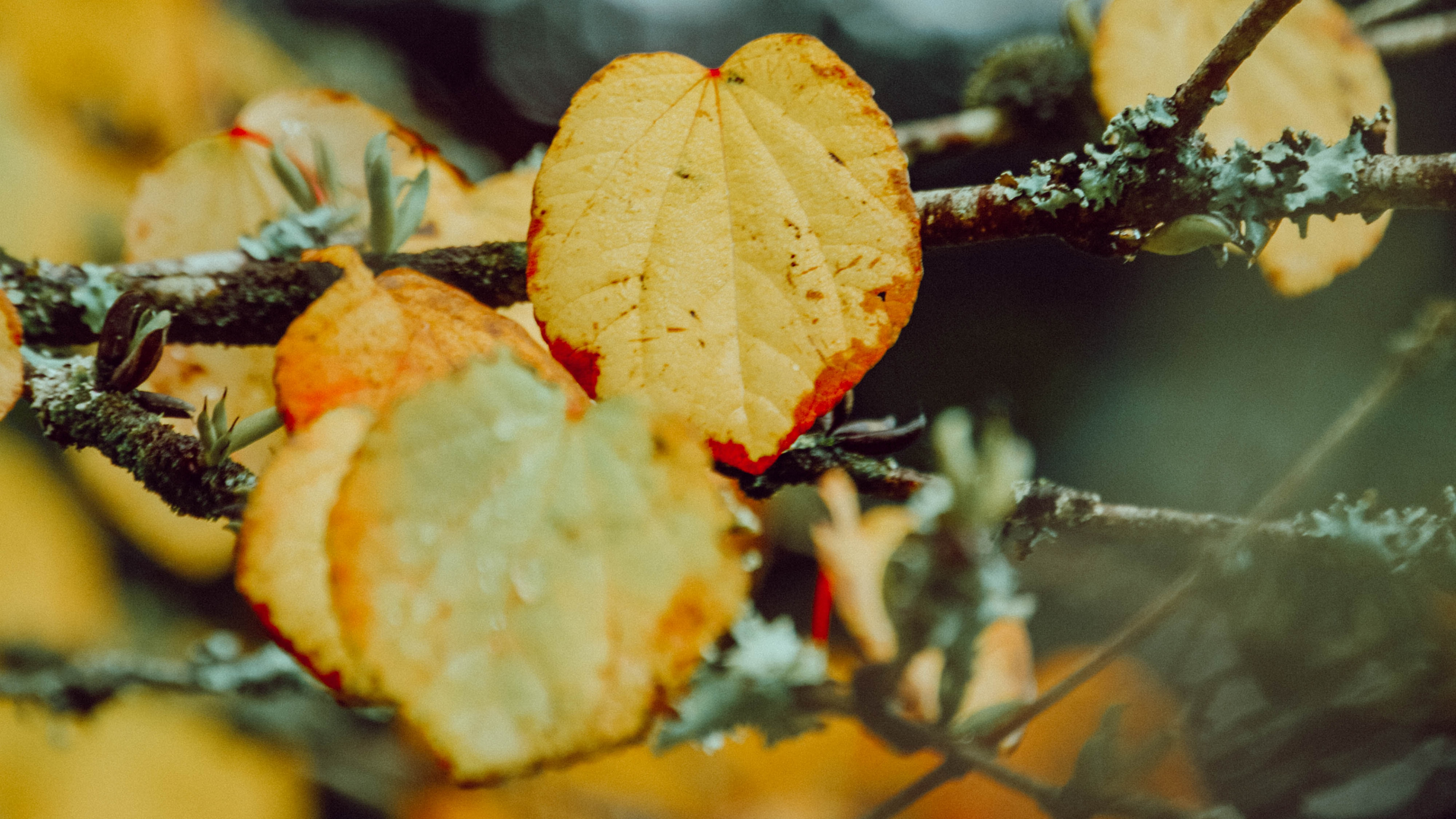 Leaf, Autumn, Branch, Orange, Plant. Wallpaper in 3840x2160 Resolution