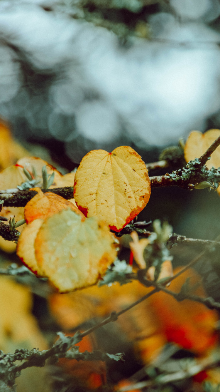 Leaf, Autumn, Branch, Orange, Plant. Wallpaper in 750x1334 Resolution