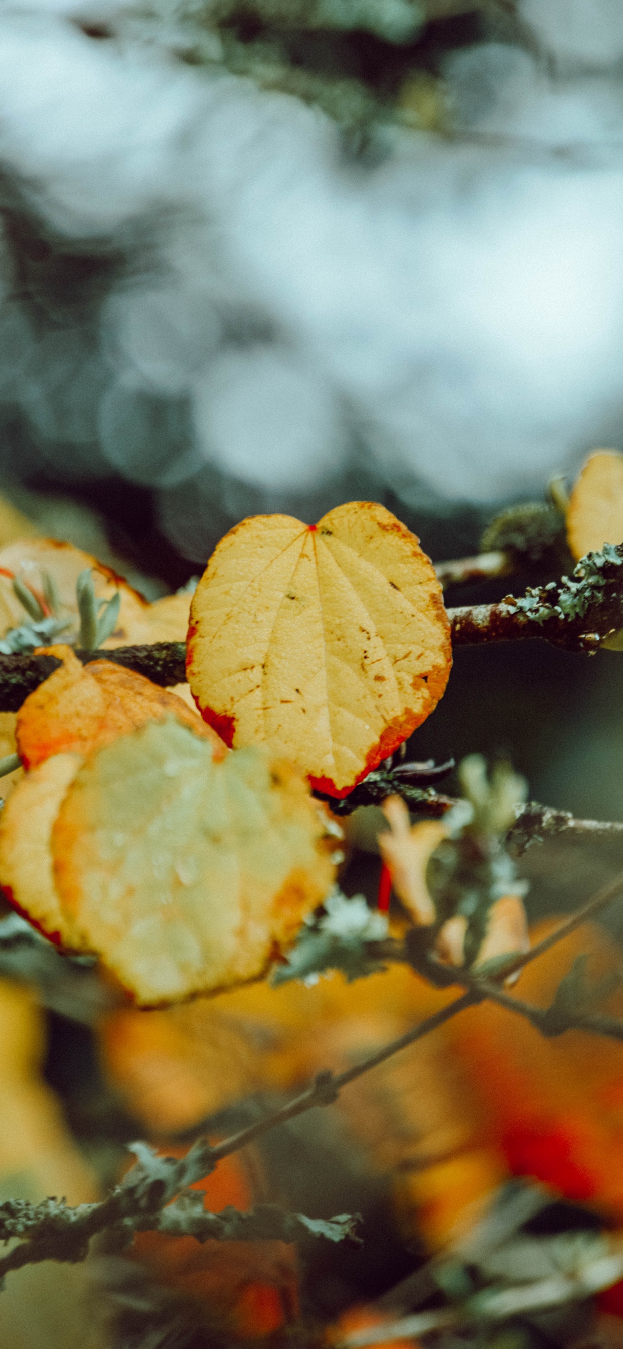 Blatt, Herbst, Branch, Orange, Zweig. Wallpaper in 1242x2688 Resolution
