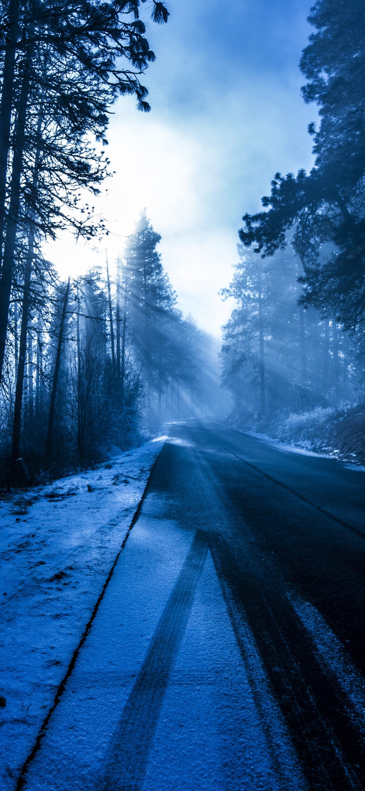 Forest, Tree, Nature, Natural Environment, Natural Landscape. Wallpaper in 1242x2688 Resolution