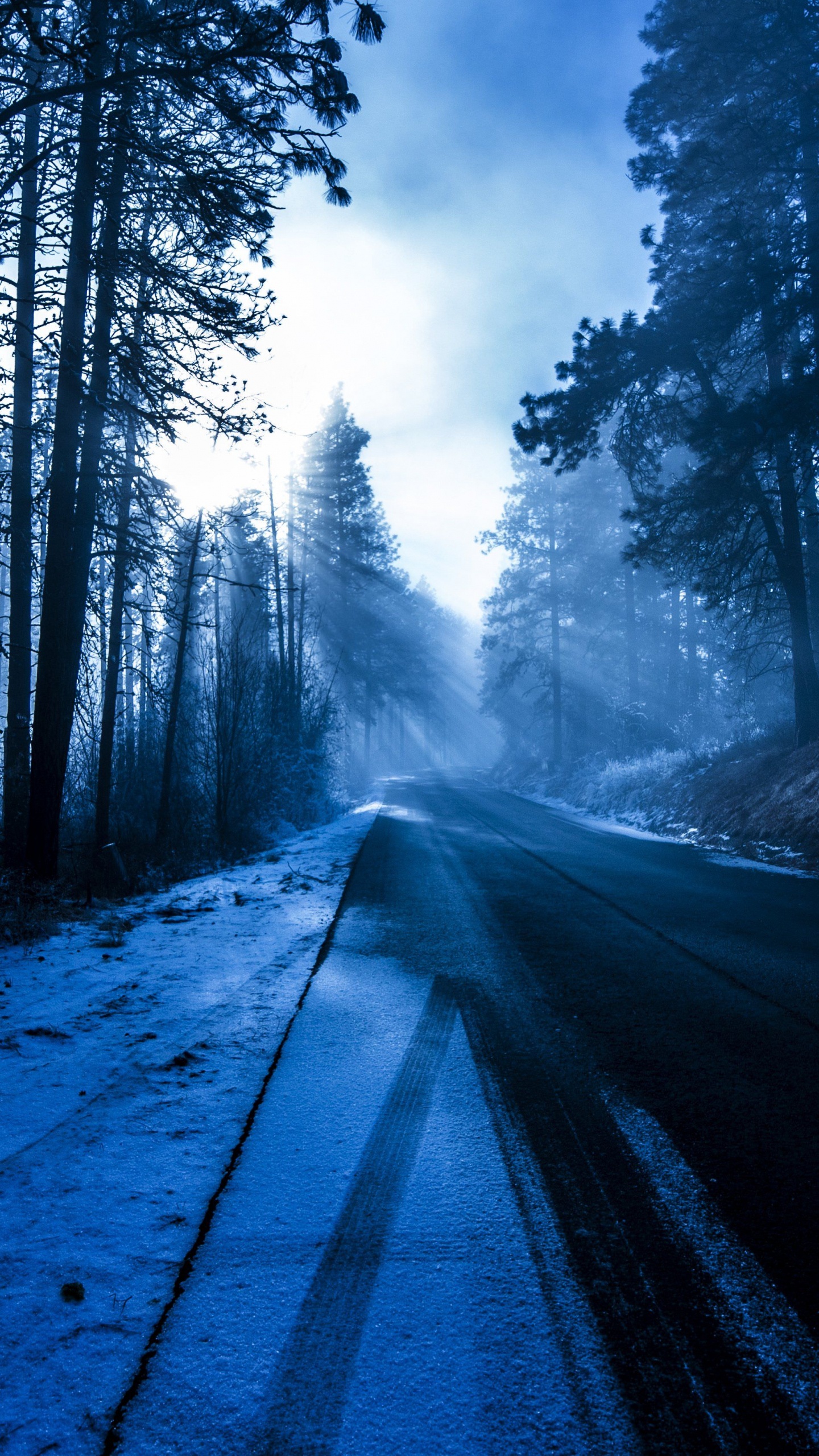 Forest, Tree, Nature, Natural Environment, Natural Landscape. Wallpaper in 1440x2560 Resolution