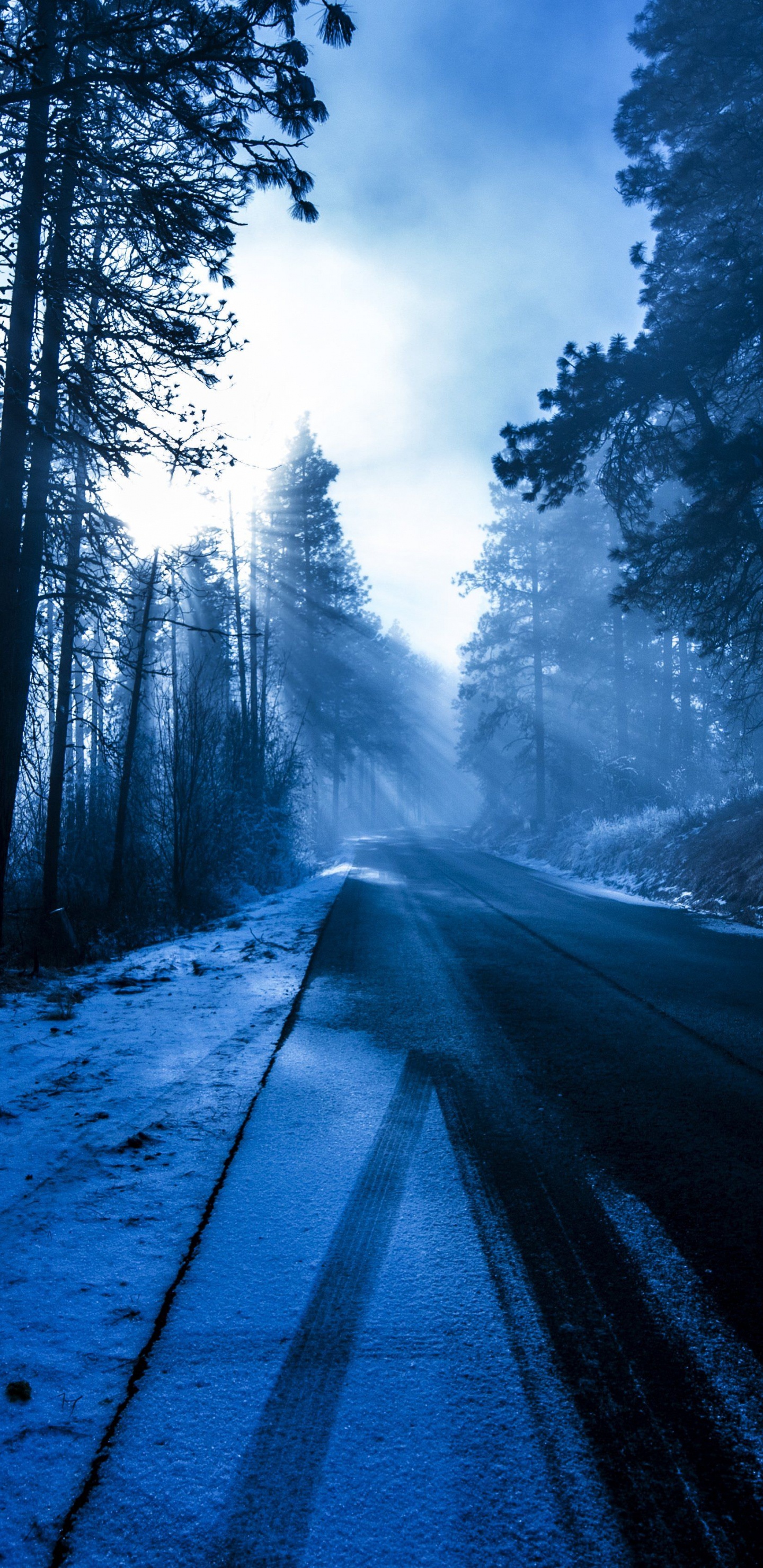 森林, 性质, 自然环境, 自然景观, 光 壁纸 1440x2960 允许