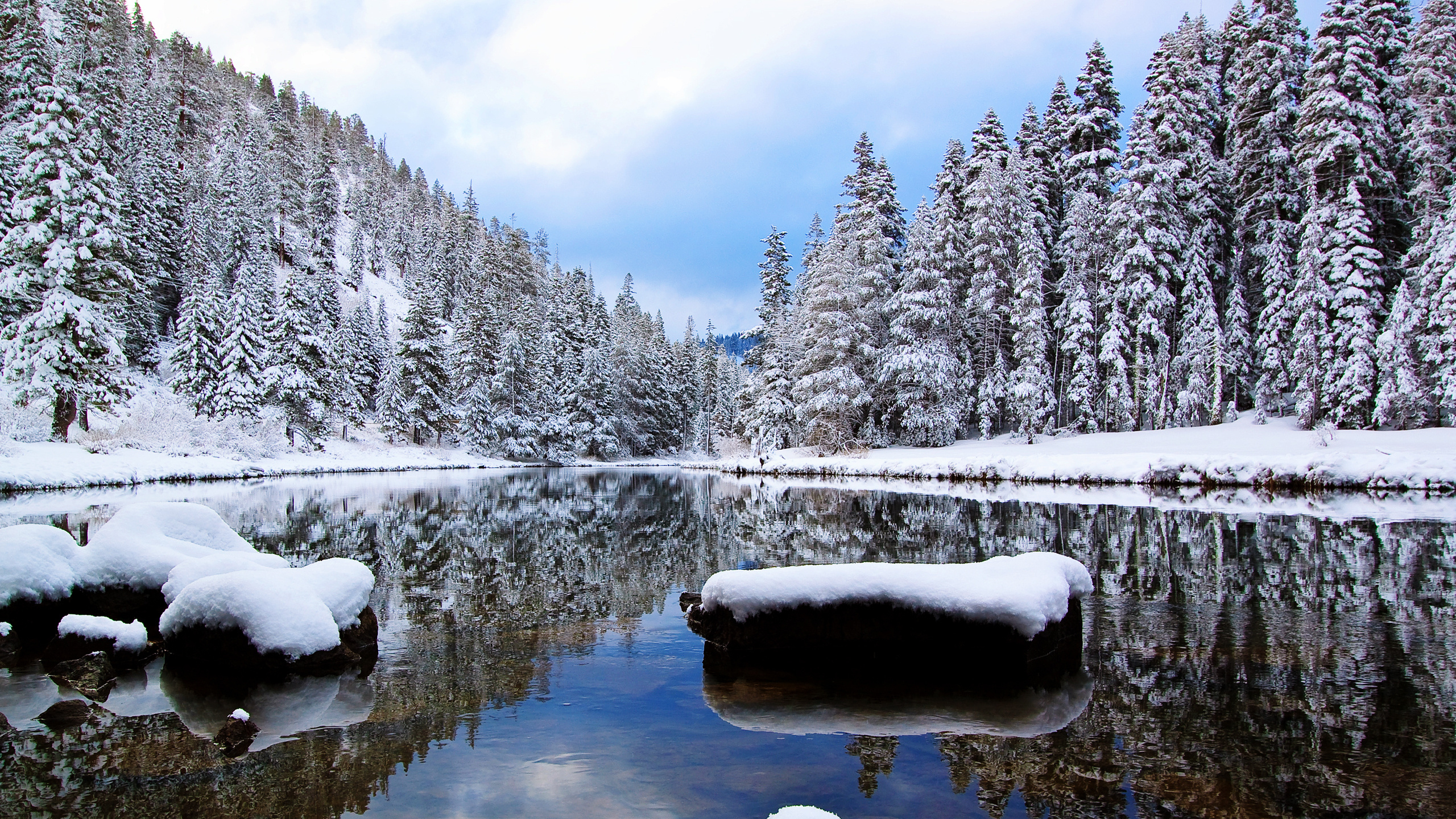 Arbres Couverts de Neige et Lac Pendant la Journée. Wallpaper in 2560x1440 Resolution