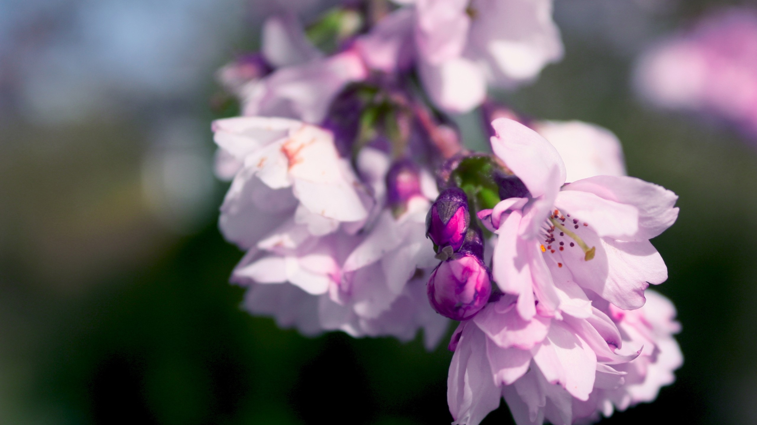 Fleur Blanche et Violette Dans L'objectif à Basculement. Wallpaper in 2560x1440 Resolution