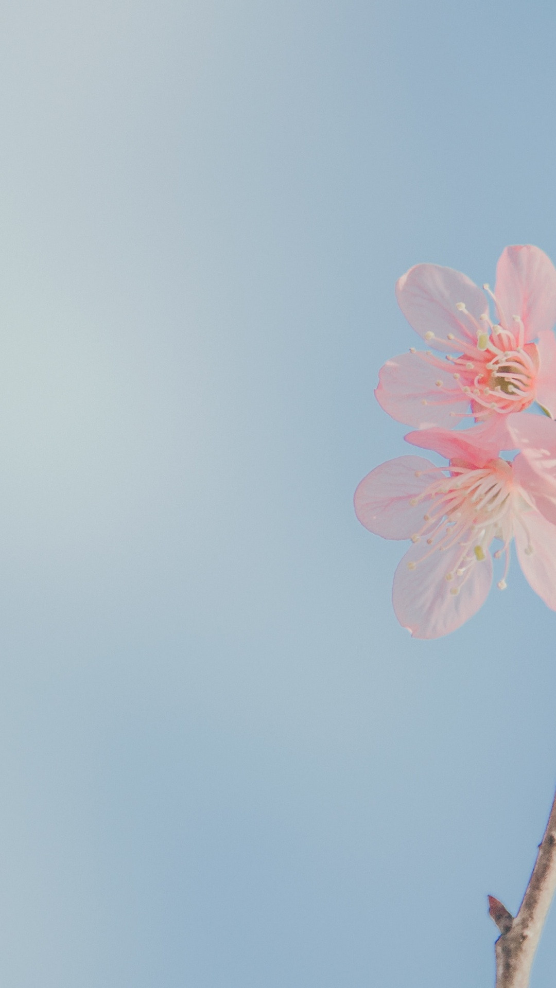 Rosa Kirschblüte in Nahaufnahme. Wallpaper in 1080x1920 Resolution