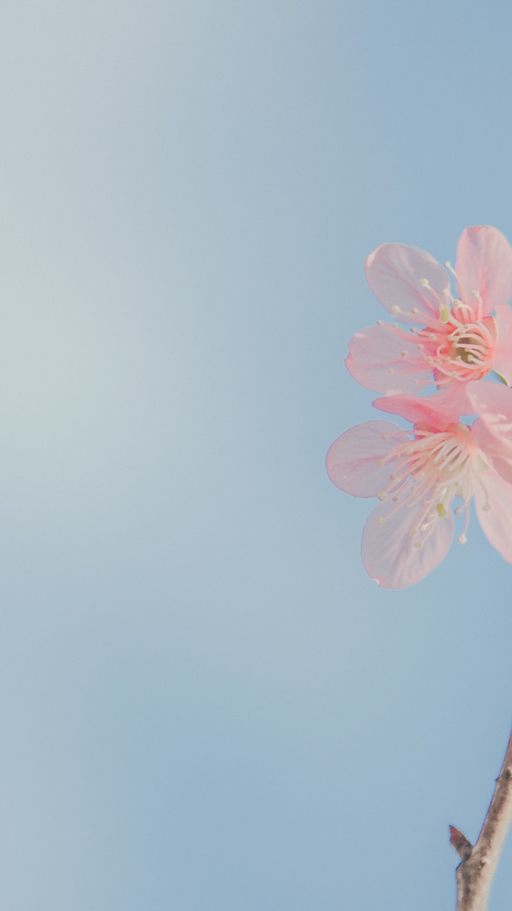 Rosa Kirschblüte in Nahaufnahme. Wallpaper in 720x1280 Resolution