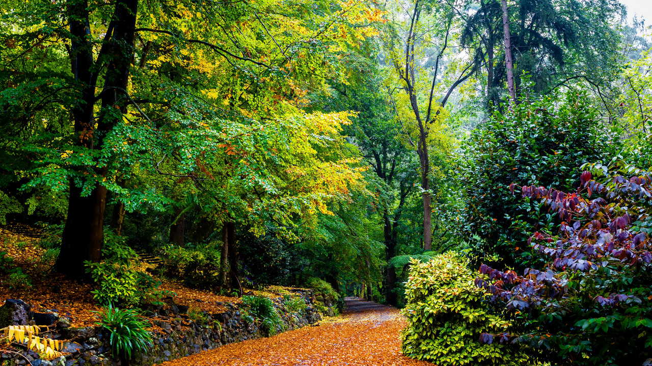 Feuilles Brunes au Sol. Wallpaper in 1280x720 Resolution