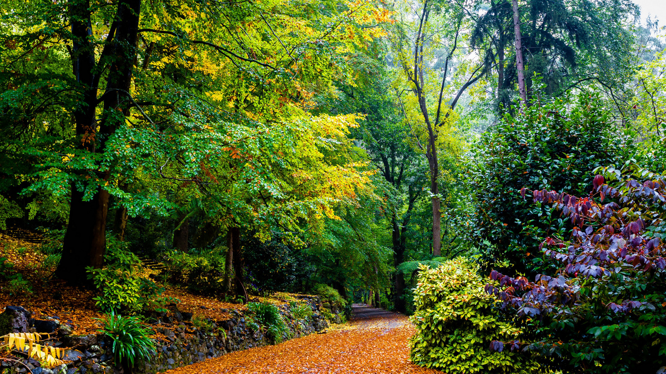 Feuilles Brunes au Sol. Wallpaper in 1366x768 Resolution