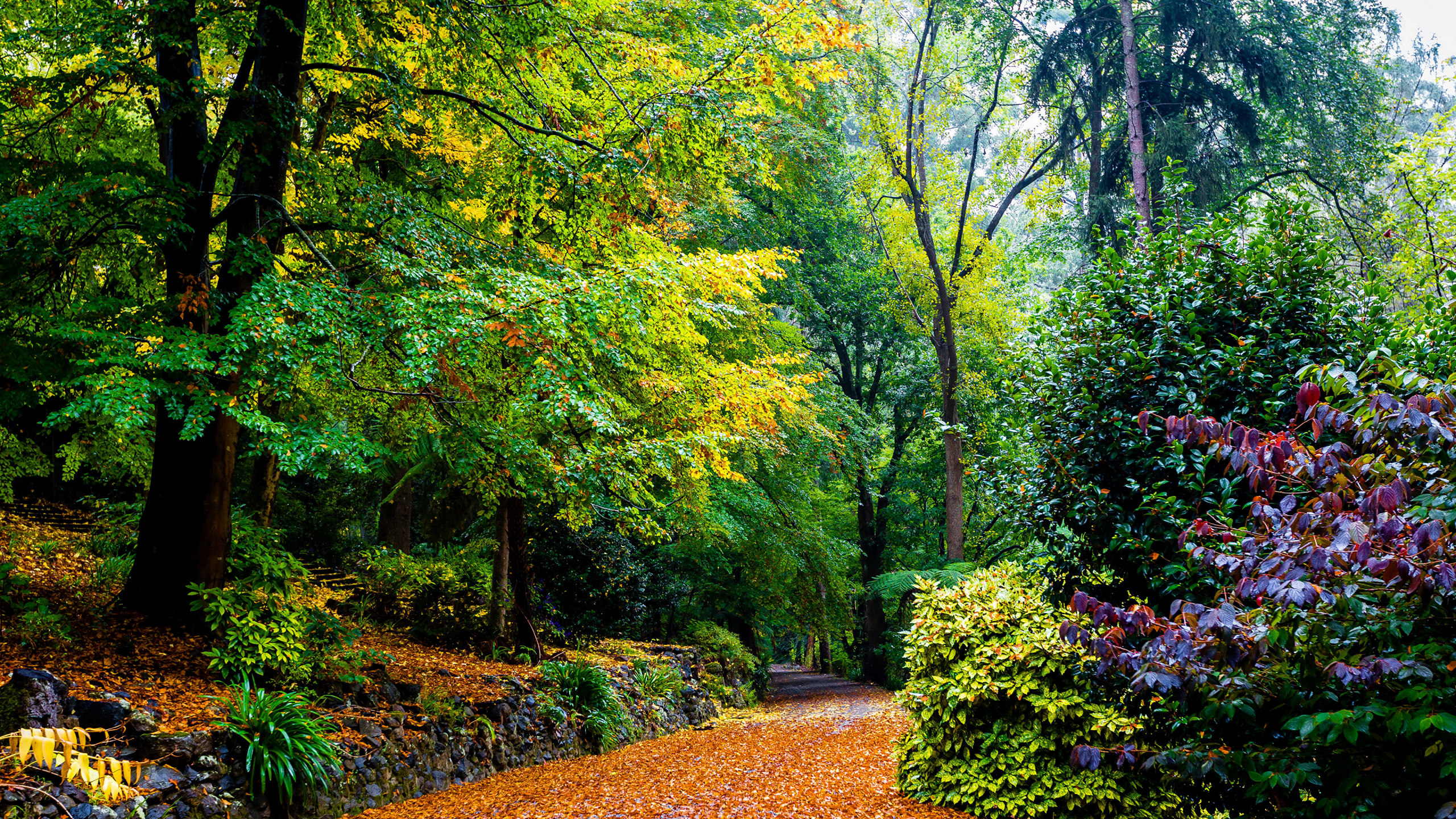 Feuilles Brunes au Sol. Wallpaper in 2560x1440 Resolution