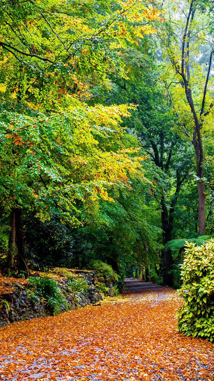 Feuilles Brunes au Sol. Wallpaper in 720x1280 Resolution