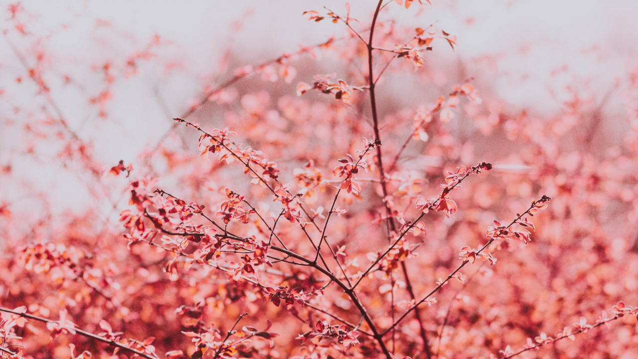 开花, 粉红色, 弹簧, 樱花, 树枝 壁纸 1280x720 允许