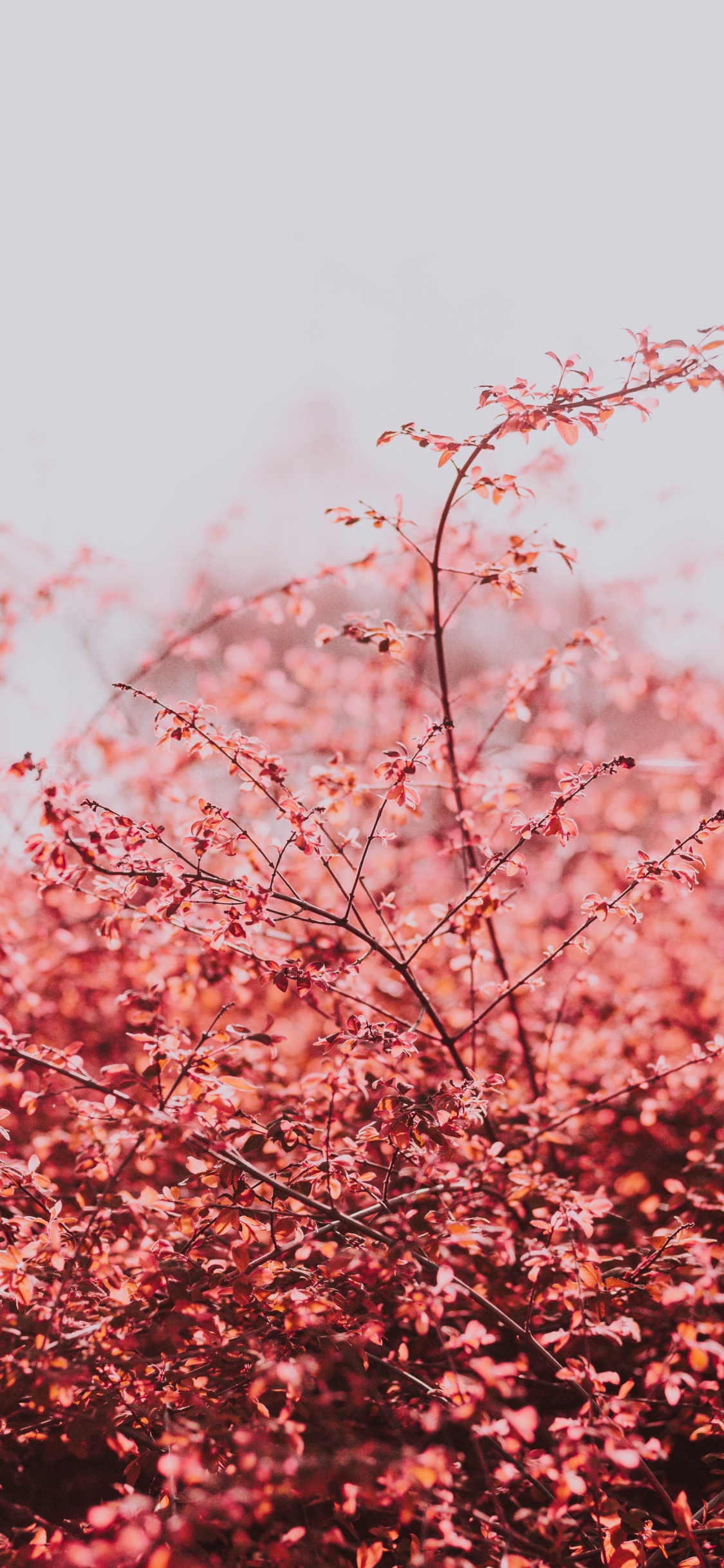 Pink, Printemps, Cerisier, Rameau, Plantes Ligneuses. Wallpaper in 1125x2436 Resolution