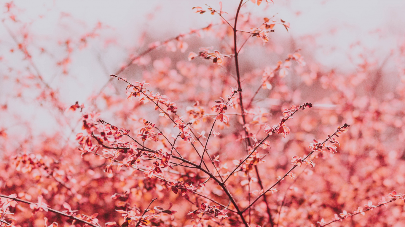 Pink, Printemps, Cerisier, Rameau, Plantes Ligneuses. Wallpaper in 1366x768 Resolution