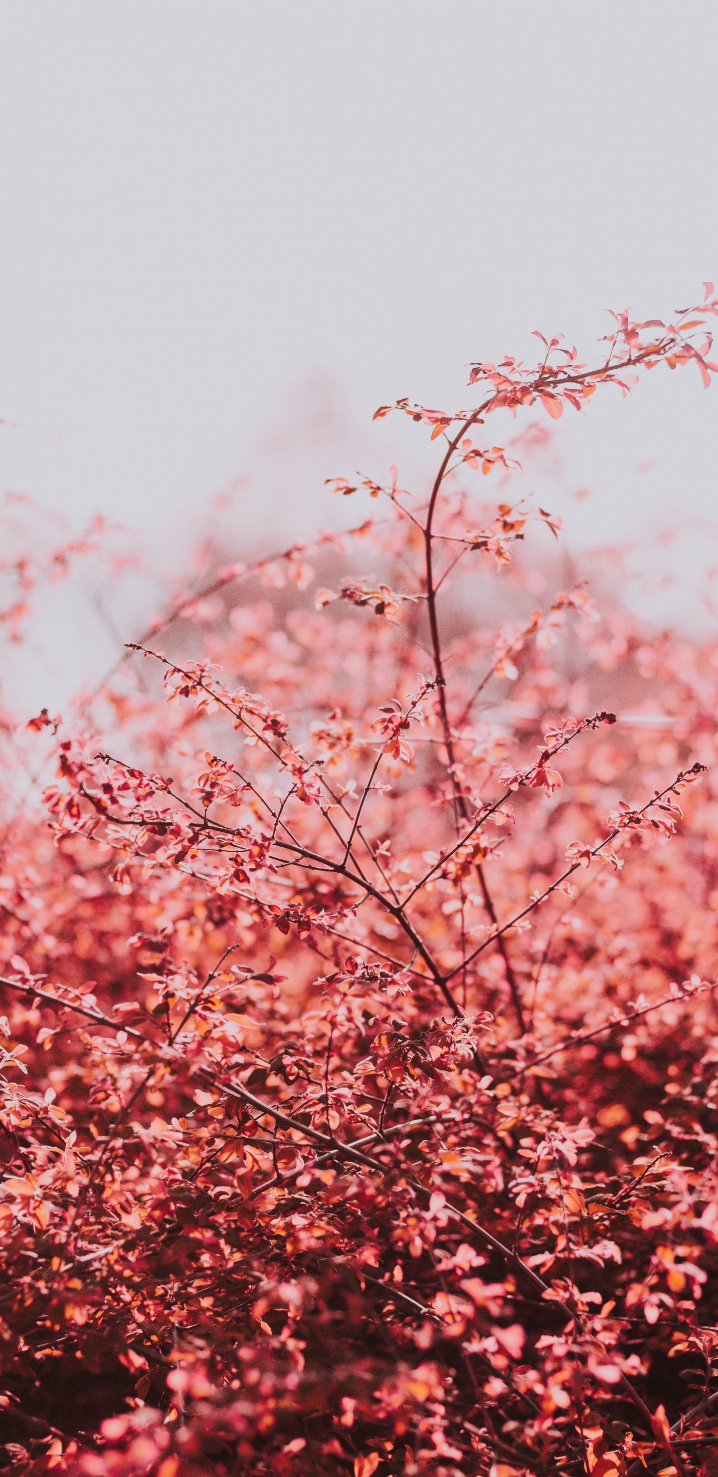 Pink, Printemps, Cerisier, Rameau, Plantes Ligneuses. Wallpaper in 1440x2960 Resolution