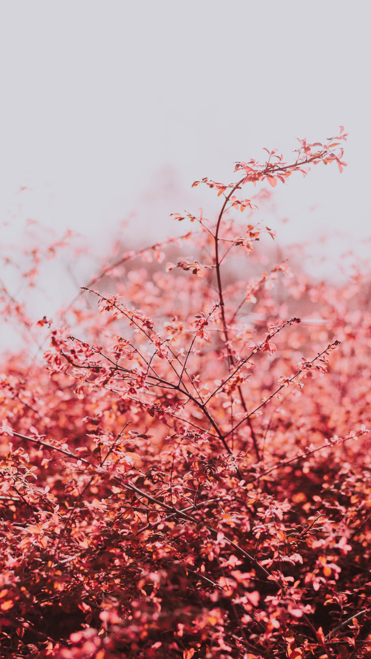 Pink, Printemps, Cerisier, Rameau, Plantes Ligneuses. Wallpaper in 750x1334 Resolution