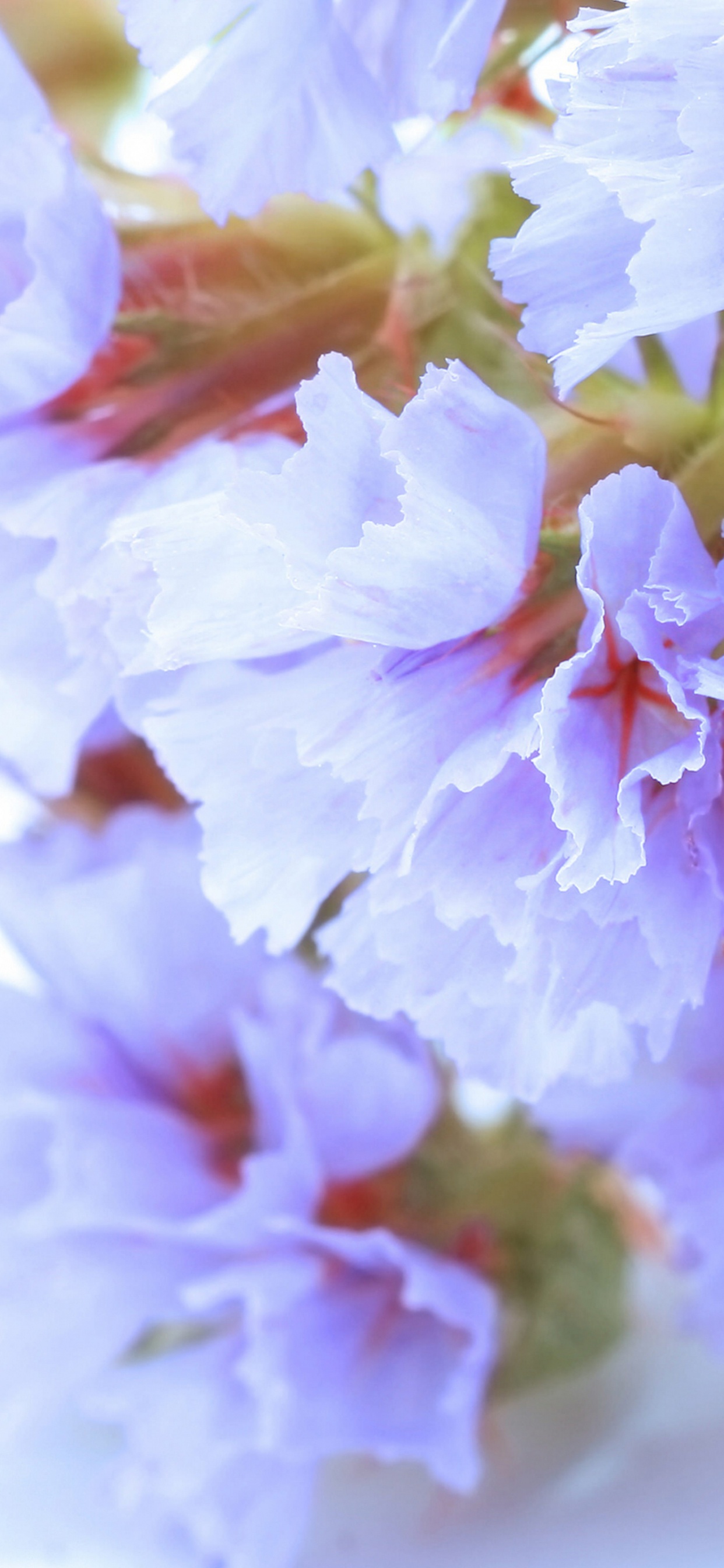 Blanco, Pétalo, Sucursal, Ramita, la Floración de la Planta. Wallpaper in 1242x2688 Resolution