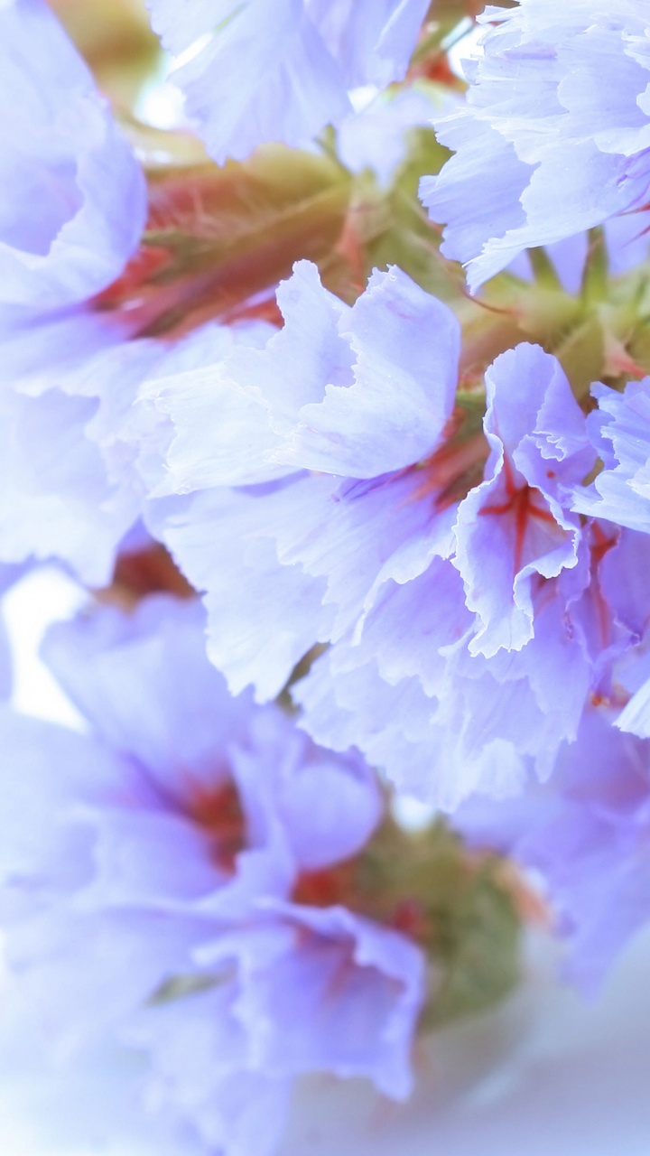 Blanco, Pétalo, Sucursal, Ramita, la Floración de la Planta. Wallpaper in 720x1280 Resolution