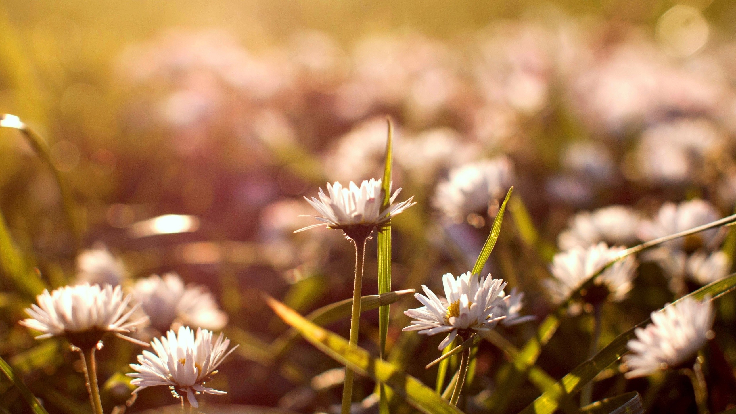 White Flowers in Tilt Shift Lens. Wallpaper in 2560x1440 Resolution