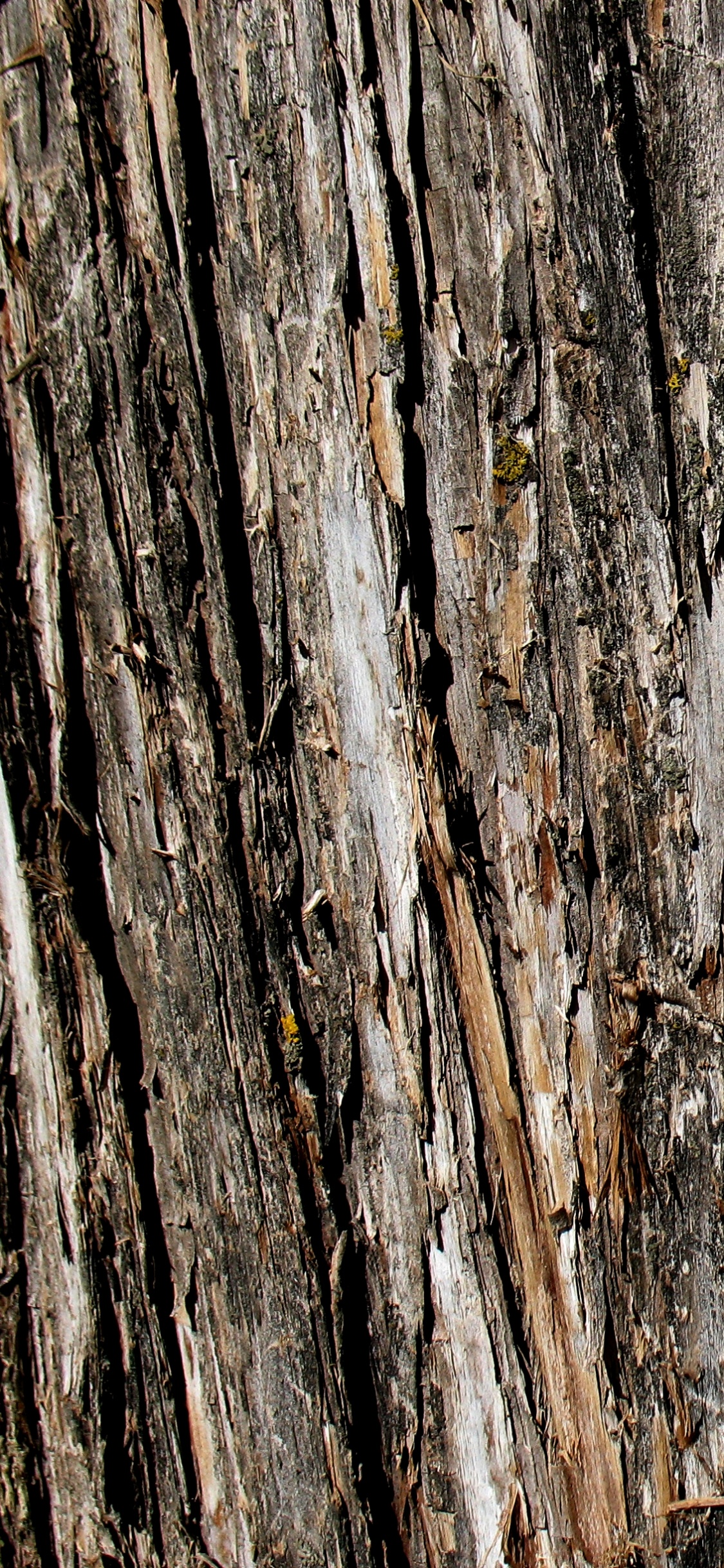 Brown and Gray Wood Trunk. Wallpaper in 1125x2436 Resolution