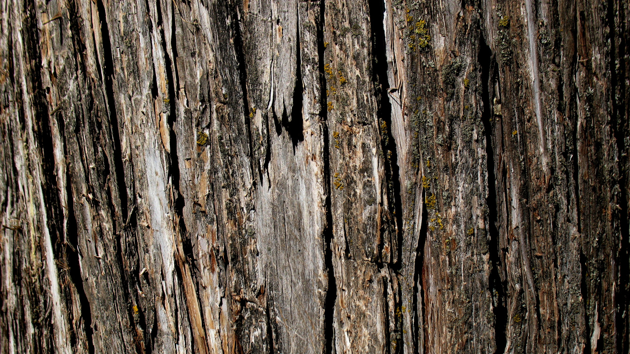 Brown and Gray Wood Trunk. Wallpaper in 1280x720 Resolution
