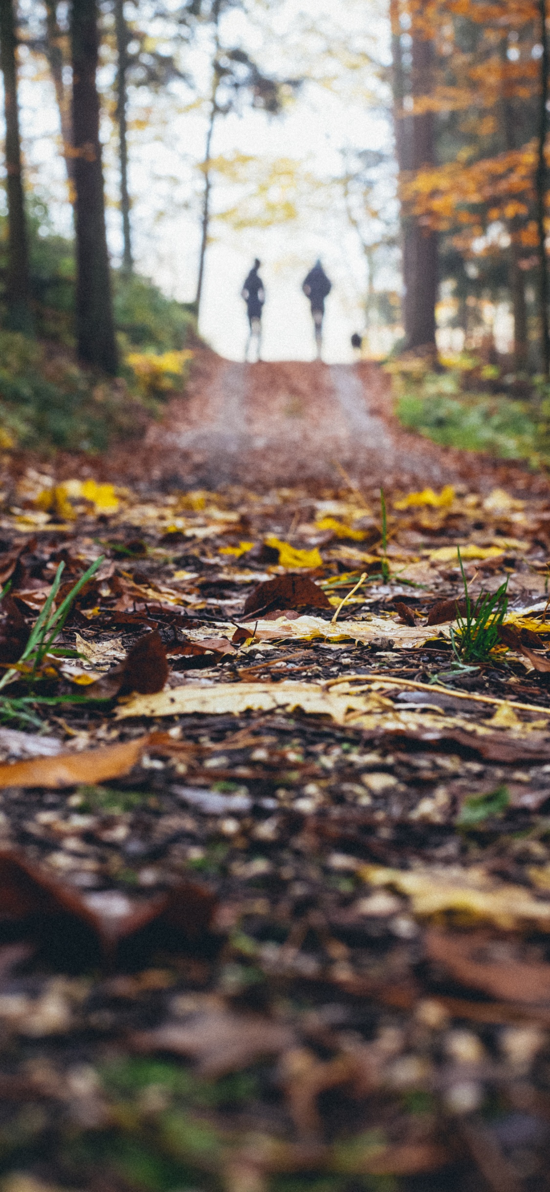 Blatt, Naturlandschaft, Natur, Baum, Natürlichen Umgebung. Wallpaper in 1125x2436 Resolution