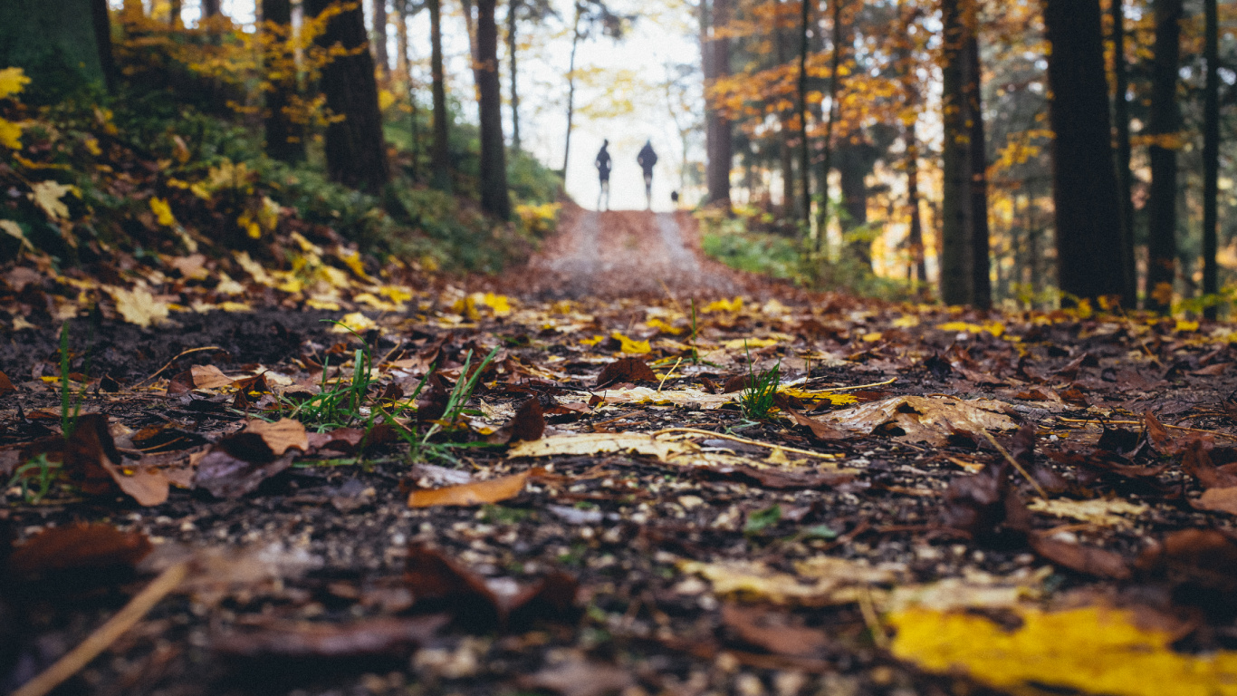 Landscape, Leaf, Natural Landscape, Nature, Tree. Wallpaper in 1366x768 Resolution