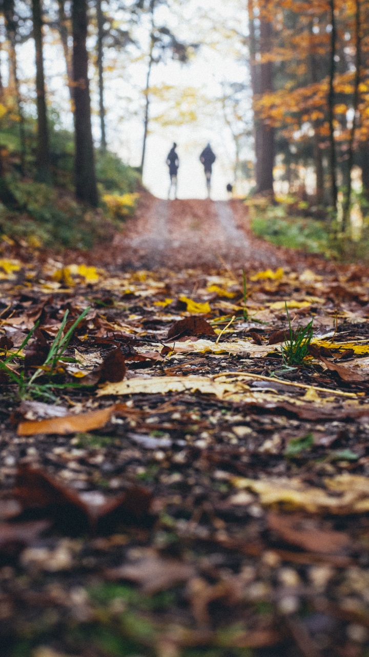 Landscape, Leaf, Natural Landscape, Nature, Tree. Wallpaper in 720x1280 Resolution