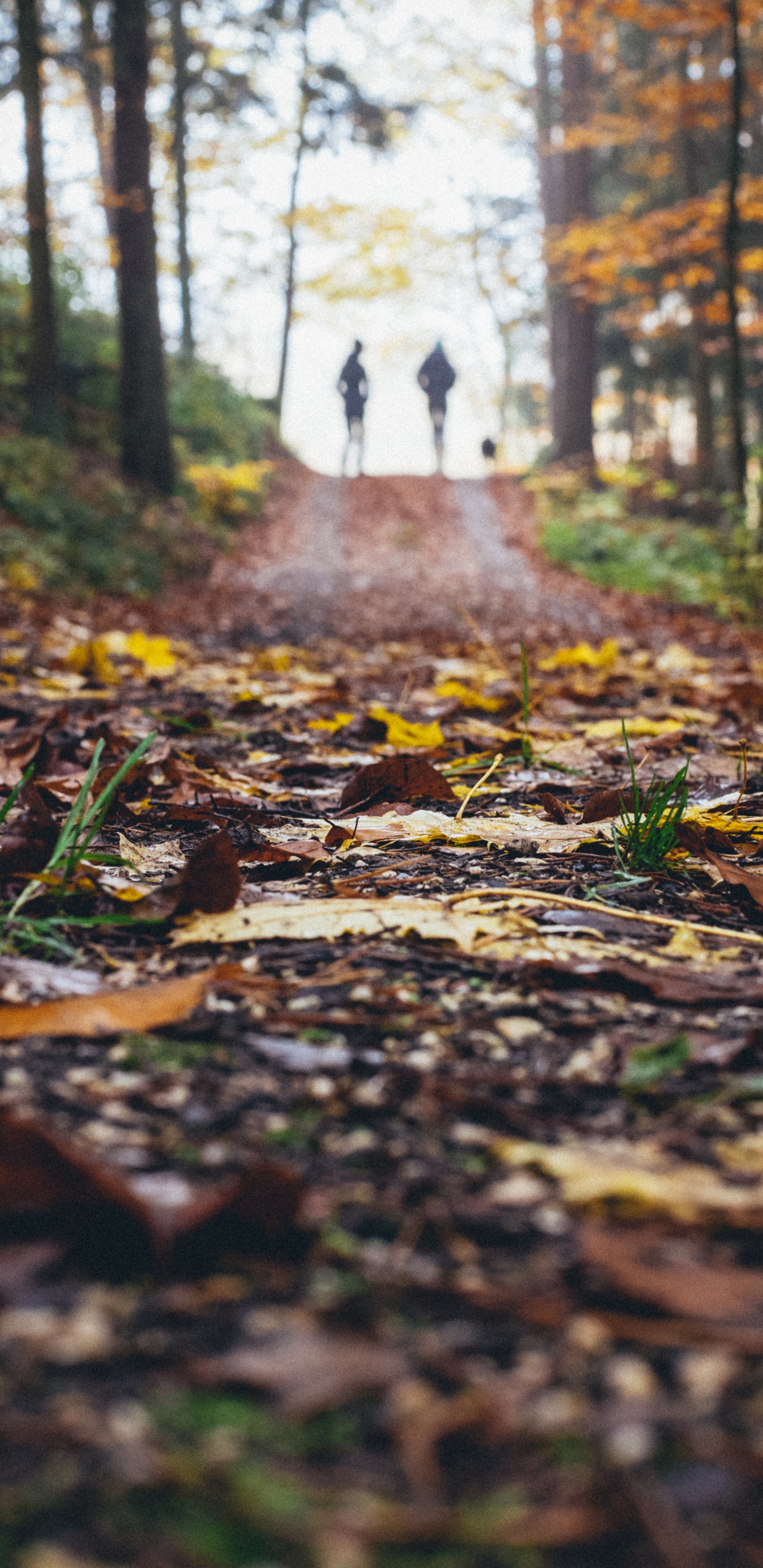 Paisaje Natural, Naturaleza, Entorno Natural, de Hoja Caduca, Bosque. Wallpaper in 1440x2960 Resolution