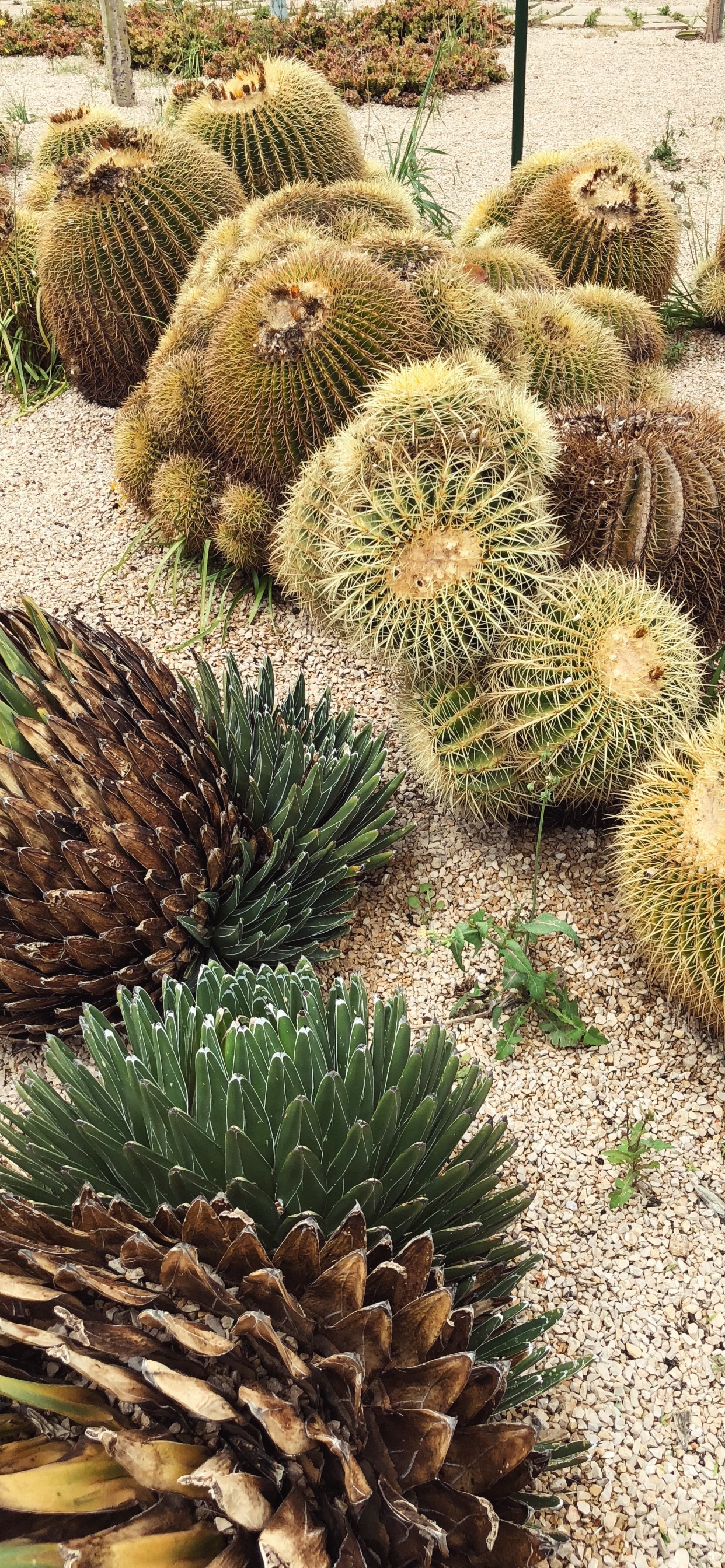 Cactus, la Vegetación, la Comunidad Vegetal, Adaptación, la Botánica. Wallpaper in 1242x2688 Resolution