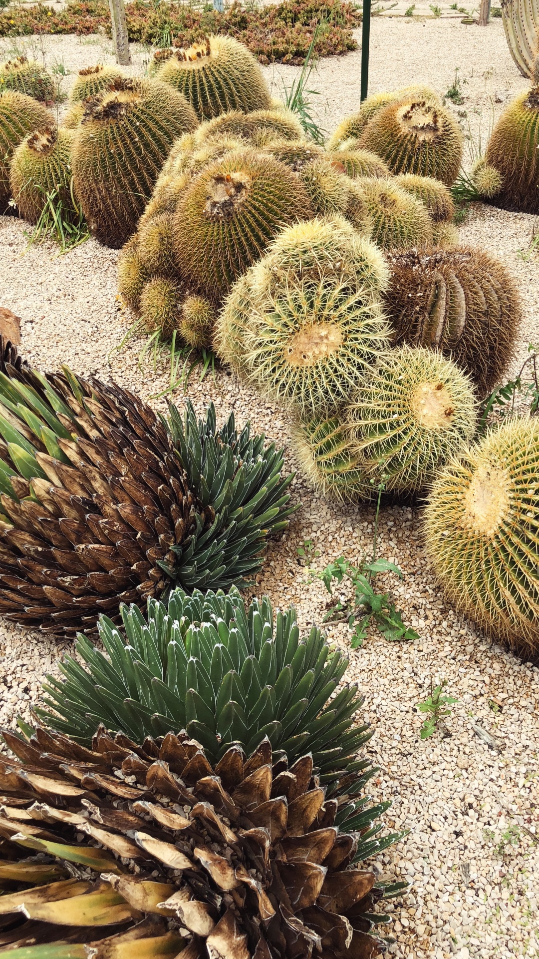 Cactus, Vegetation, Plant Community, Landscape, Adaptation. Wallpaper in 1080x1920 Resolution