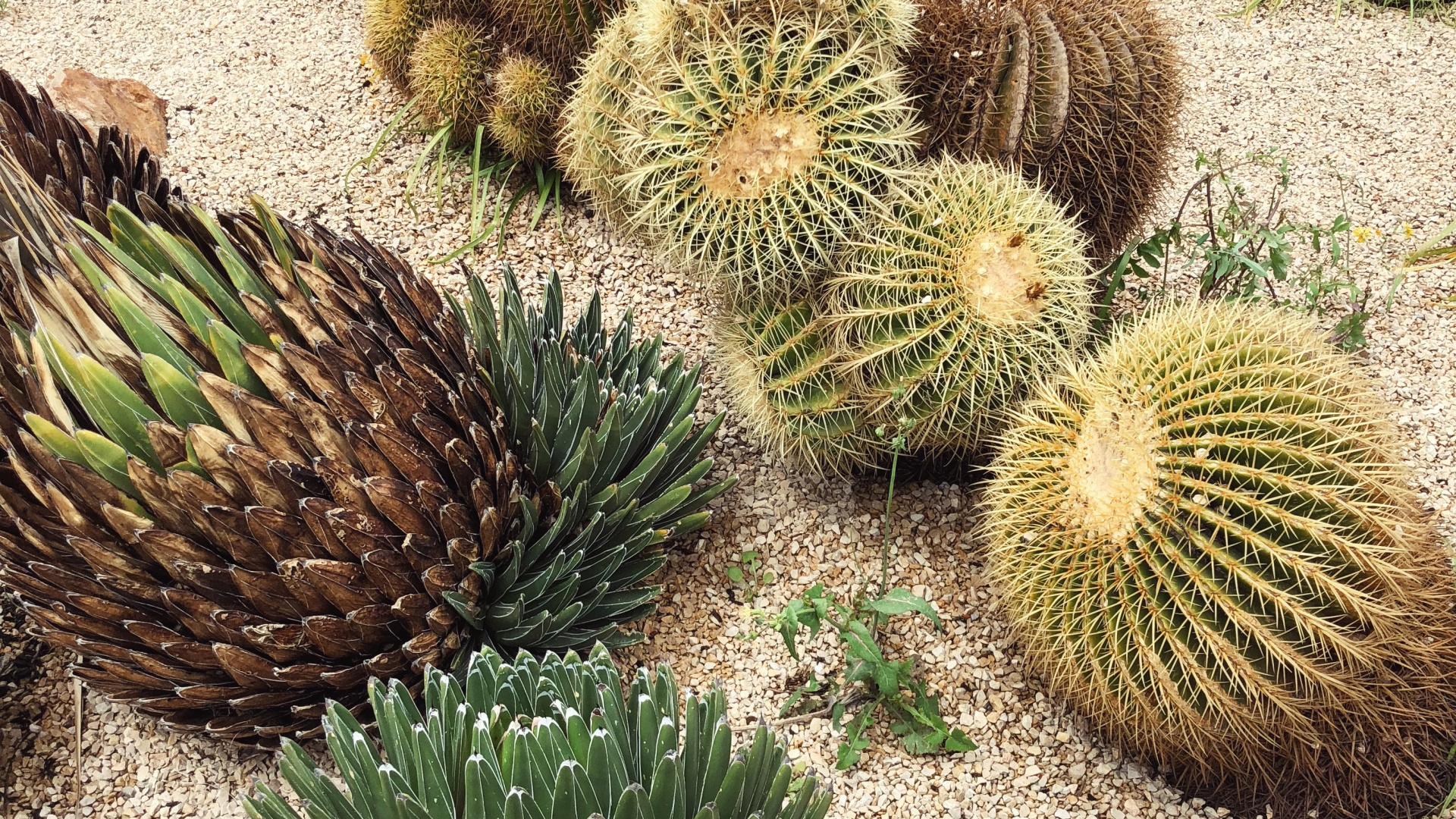 Cactus, Vegetation, Plant Community, Landscape, Adaptation. Wallpaper in 1920x1080 Resolution