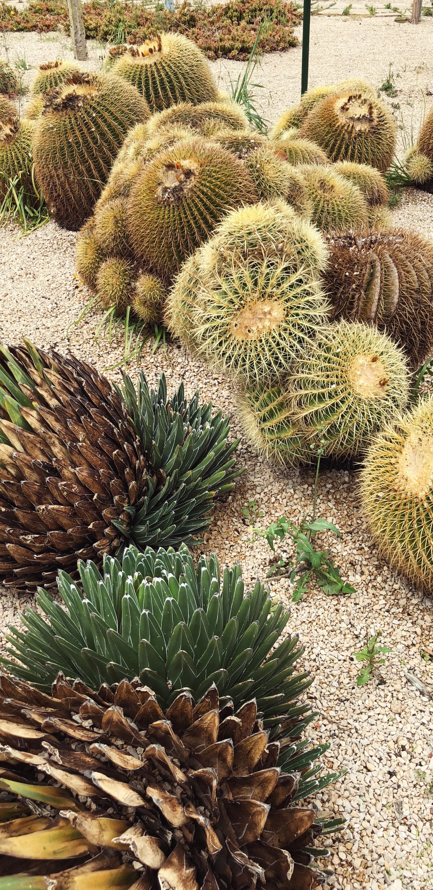 Kaktus, Vegetation, Pflanzen-Gemeinschaft, Anpassung, Botanik. Wallpaper in 1440x2960 Resolution