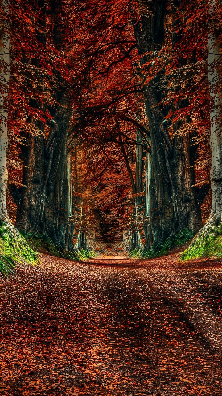 Natur, Baum, Blatt, Brown, Naturlandschaft. Wallpaper in 720x1280 Resolution