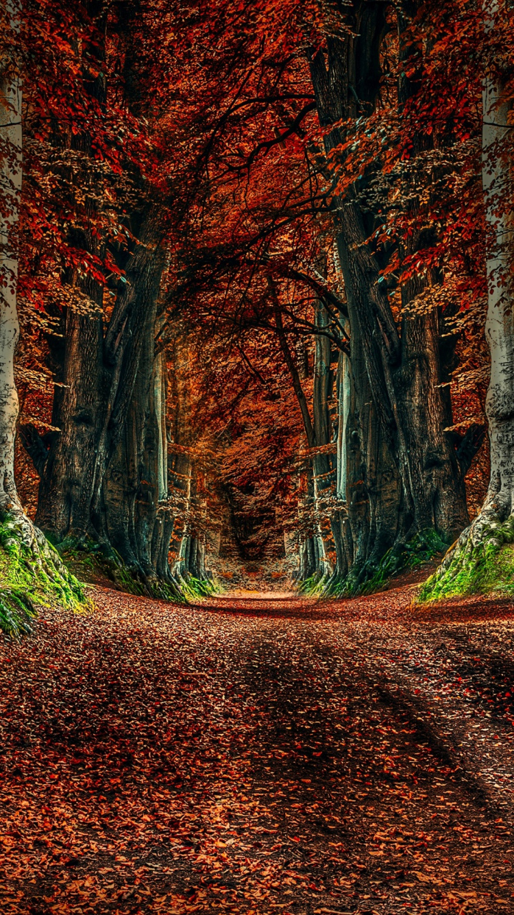 Natur, Baum, Blatt, Brown, Naturlandschaft. Wallpaper in 750x1334 Resolution