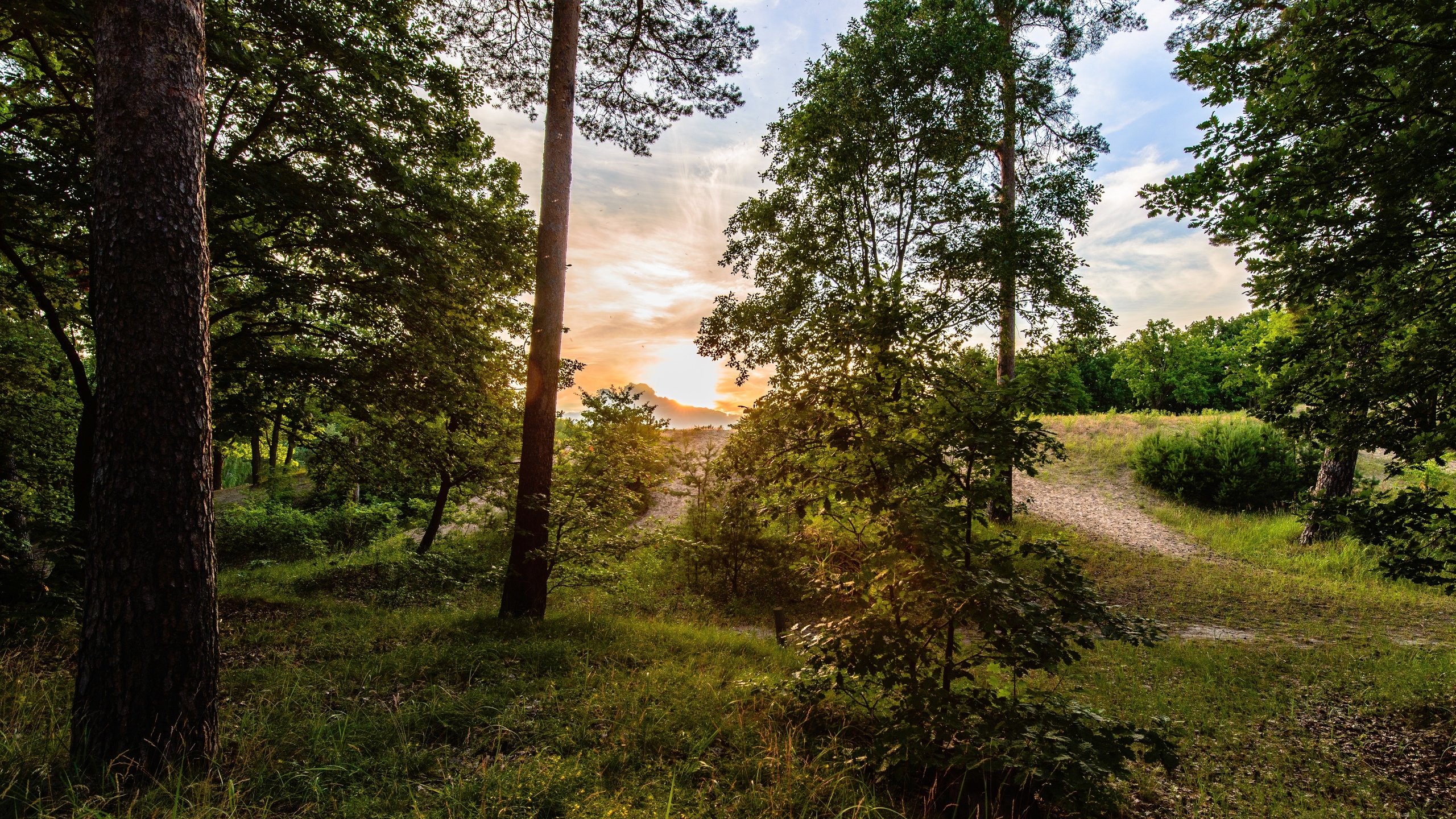 Arbres Verts Sur Terrain D'herbe Verte Pendant la Journée. Wallpaper in 2560x1440 Resolution