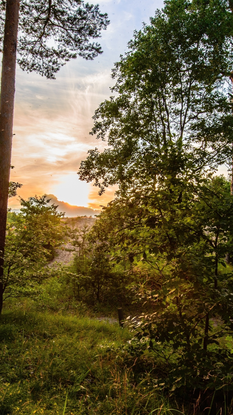 Tagsüber Grüne Bäume Auf Grüner Wiese Field. Wallpaper in 750x1334 Resolution