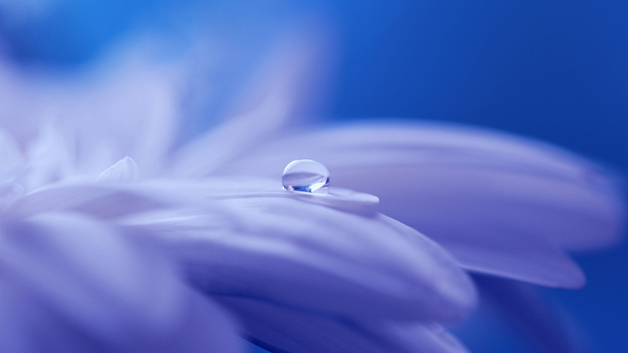 Wassertau Auf Blauer Blume. Wallpaper in 1280x720 Resolution