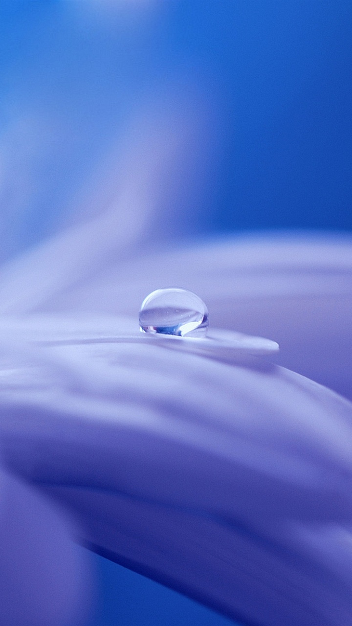 放下, 湿气, Transvaal菊花, 花卉设计, 天空 壁纸 720x1280 允许